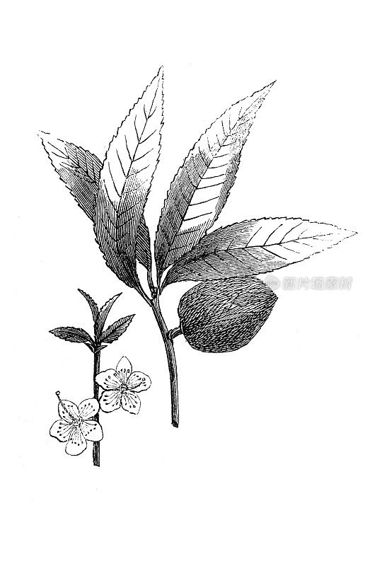 杏树(Prunus dulcis, Prunus amygdalus)